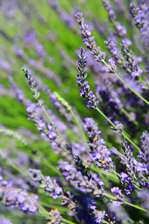 lavender grosso plants for sale Grosso Lavender Plant