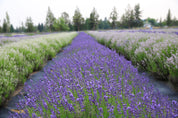 Hidcote Blue - Lavender Plant