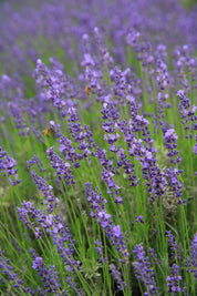 Hidcote Blue - Lavender Plant