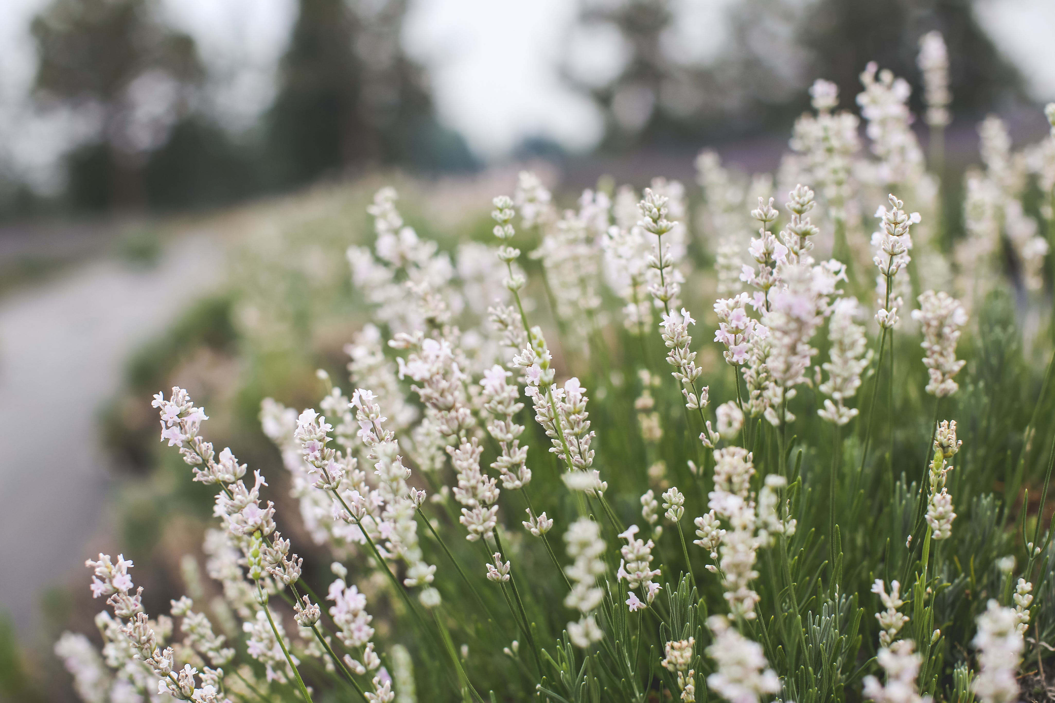 lavender plant pink Hidcote Pink - Lavender Plant
