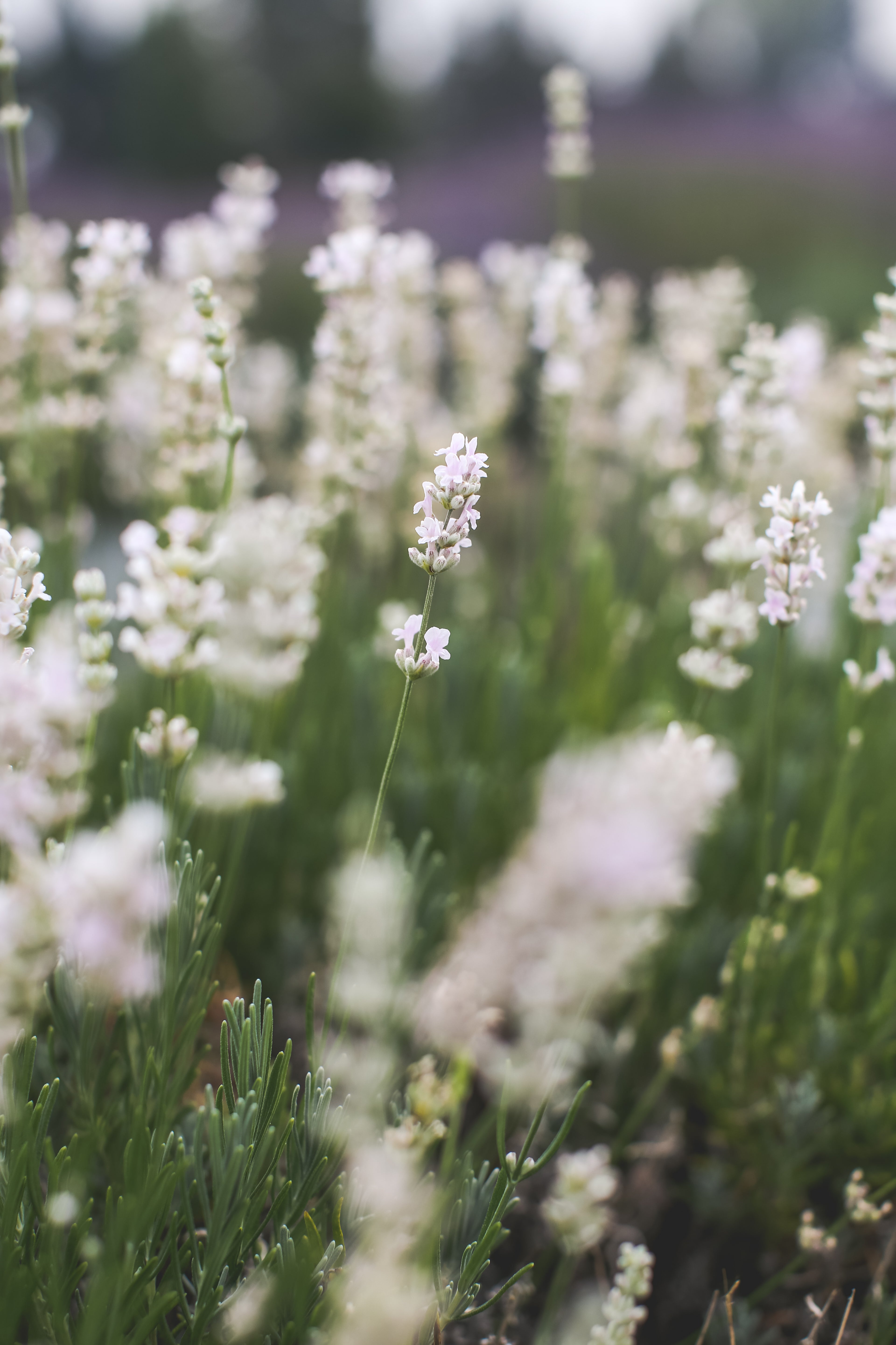 white flower lavender Hidcote Pink - Lavender Plant