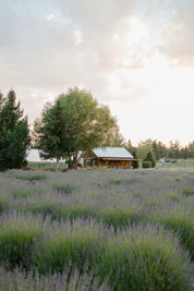 Lavender 101 Class - June 6th