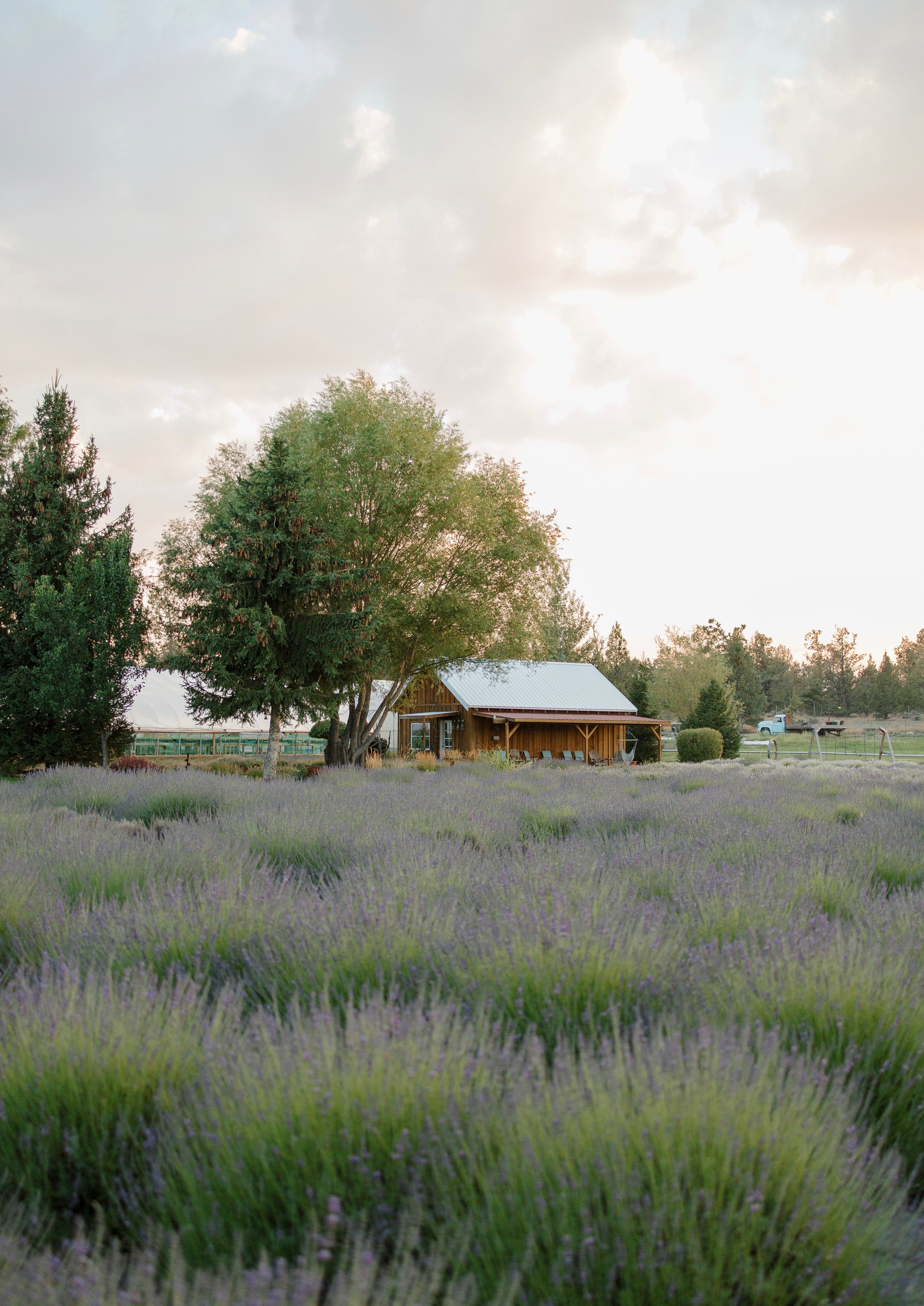 Lavender 101 Class - April 18th