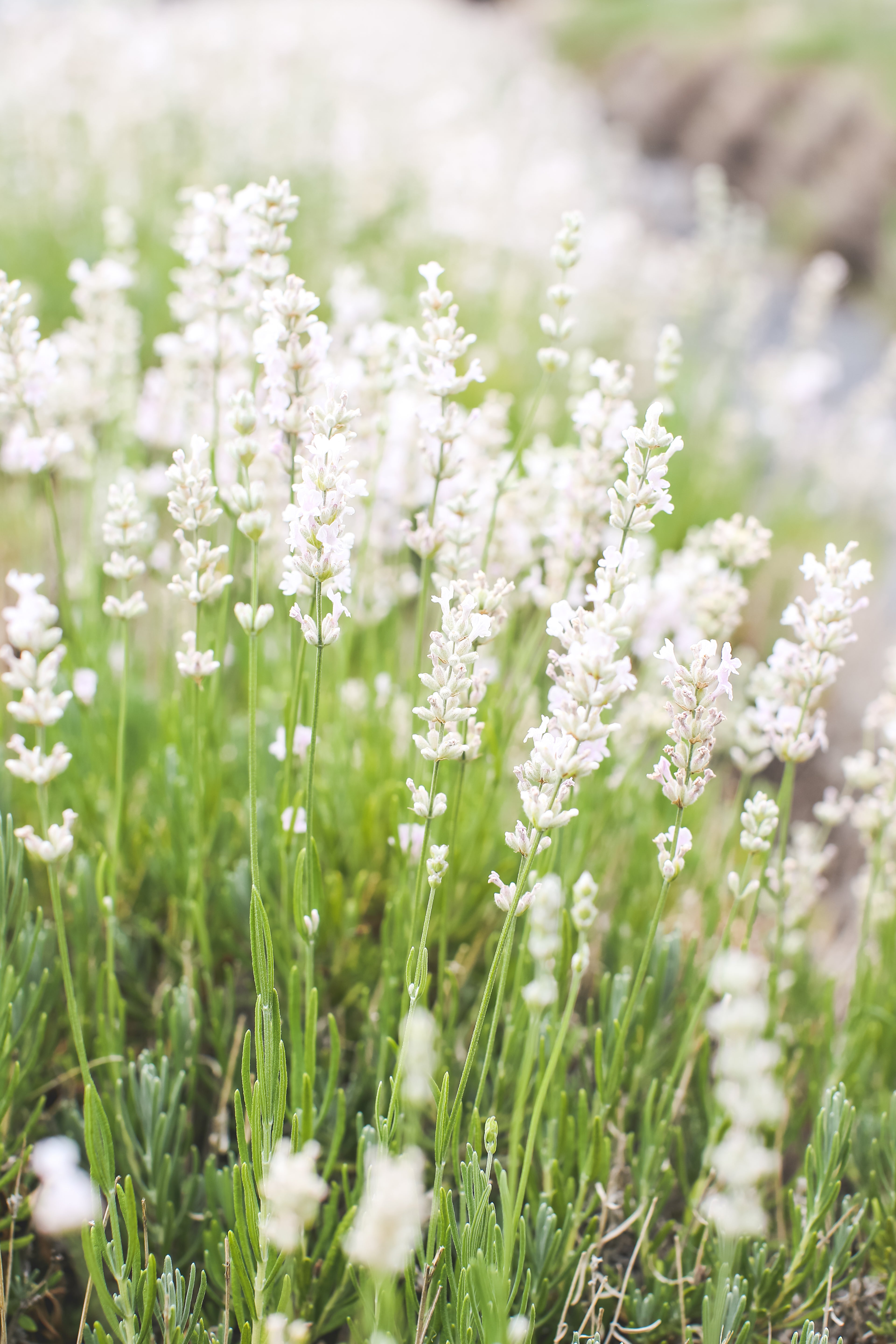 where to buy white lavender plants Melissa