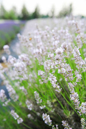 lavender tree m&s Miss Katherine
