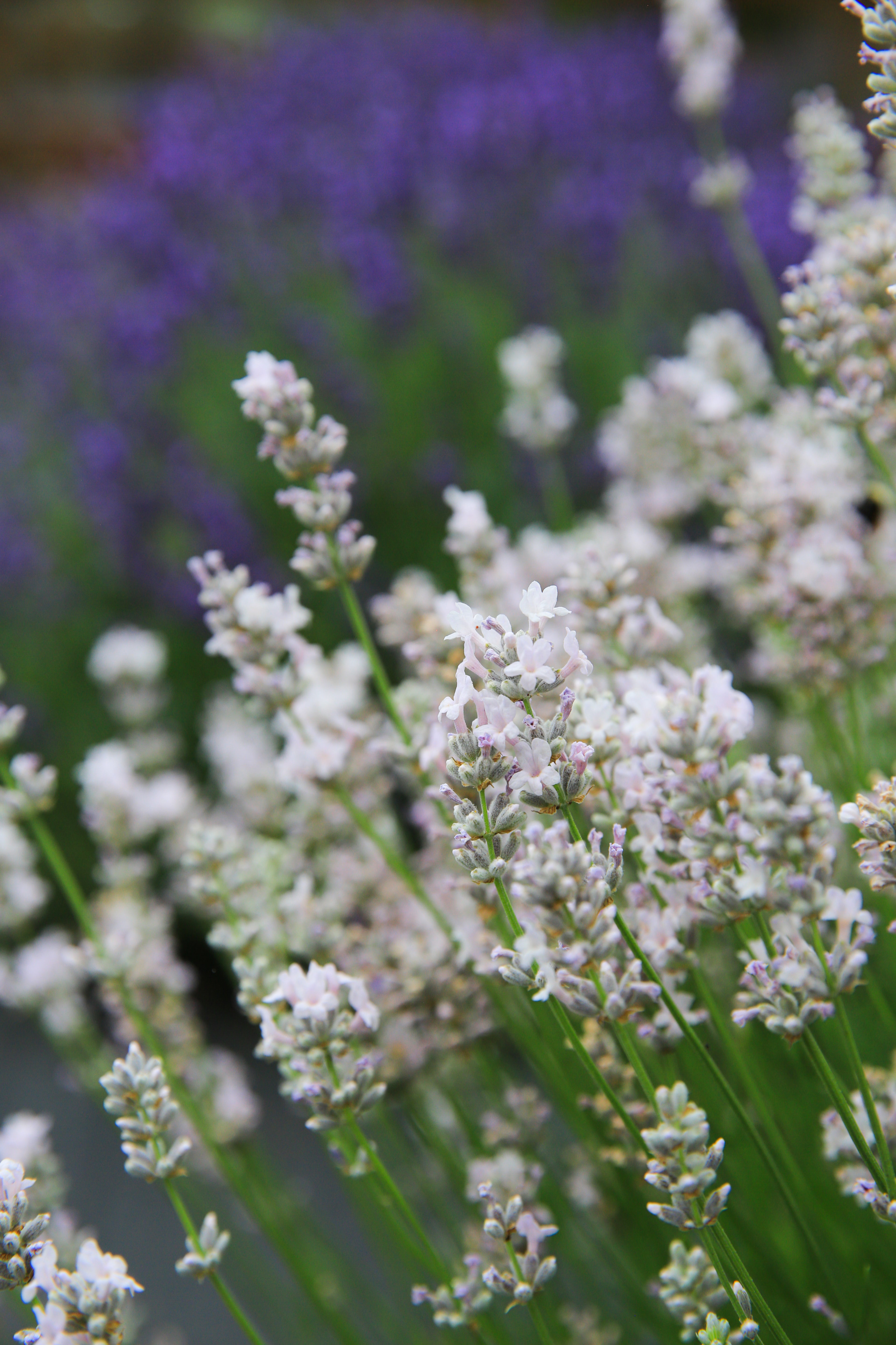 miss katherine lavender plants Miss Katherine