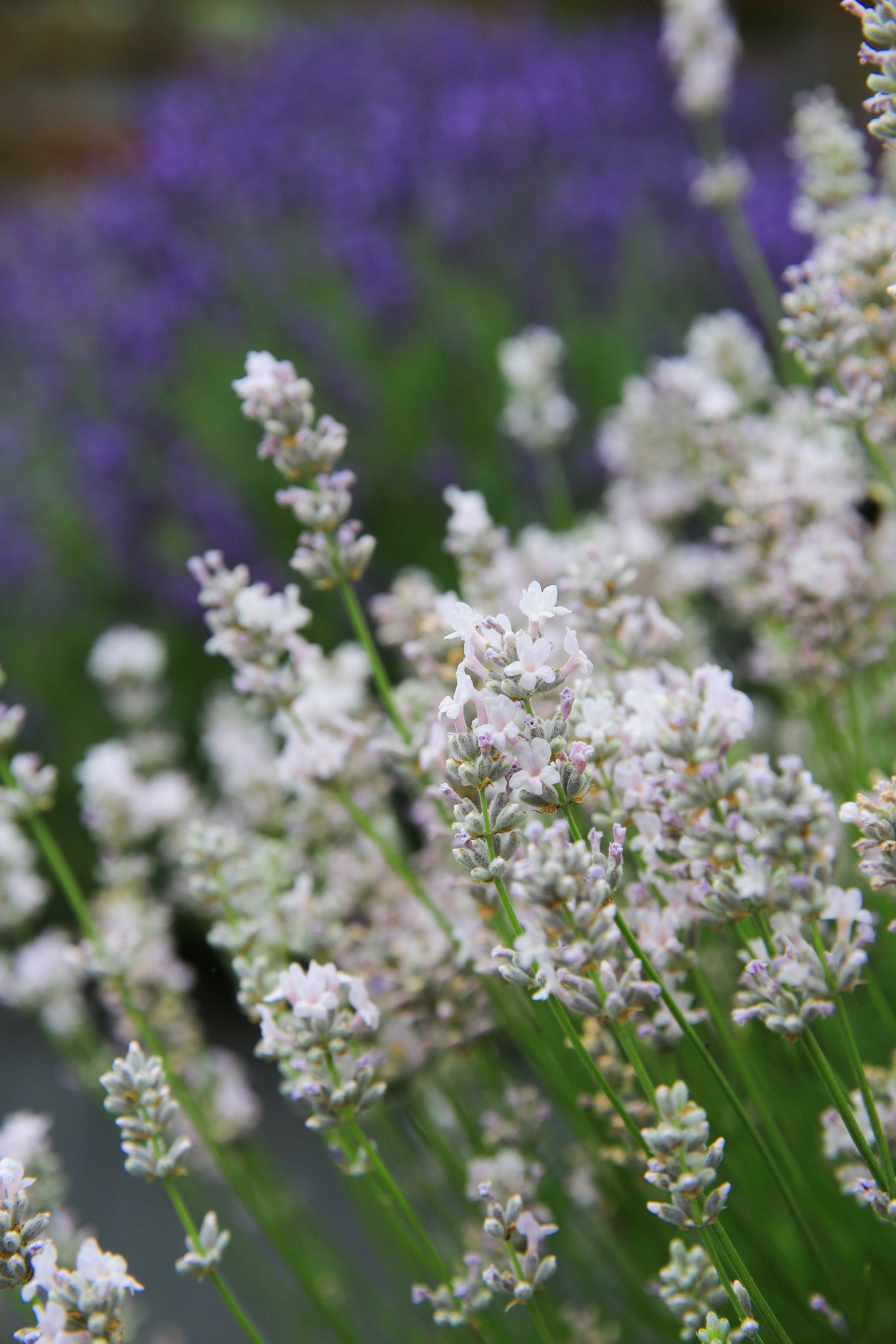 miss katherine lavender plants Miss Katherine