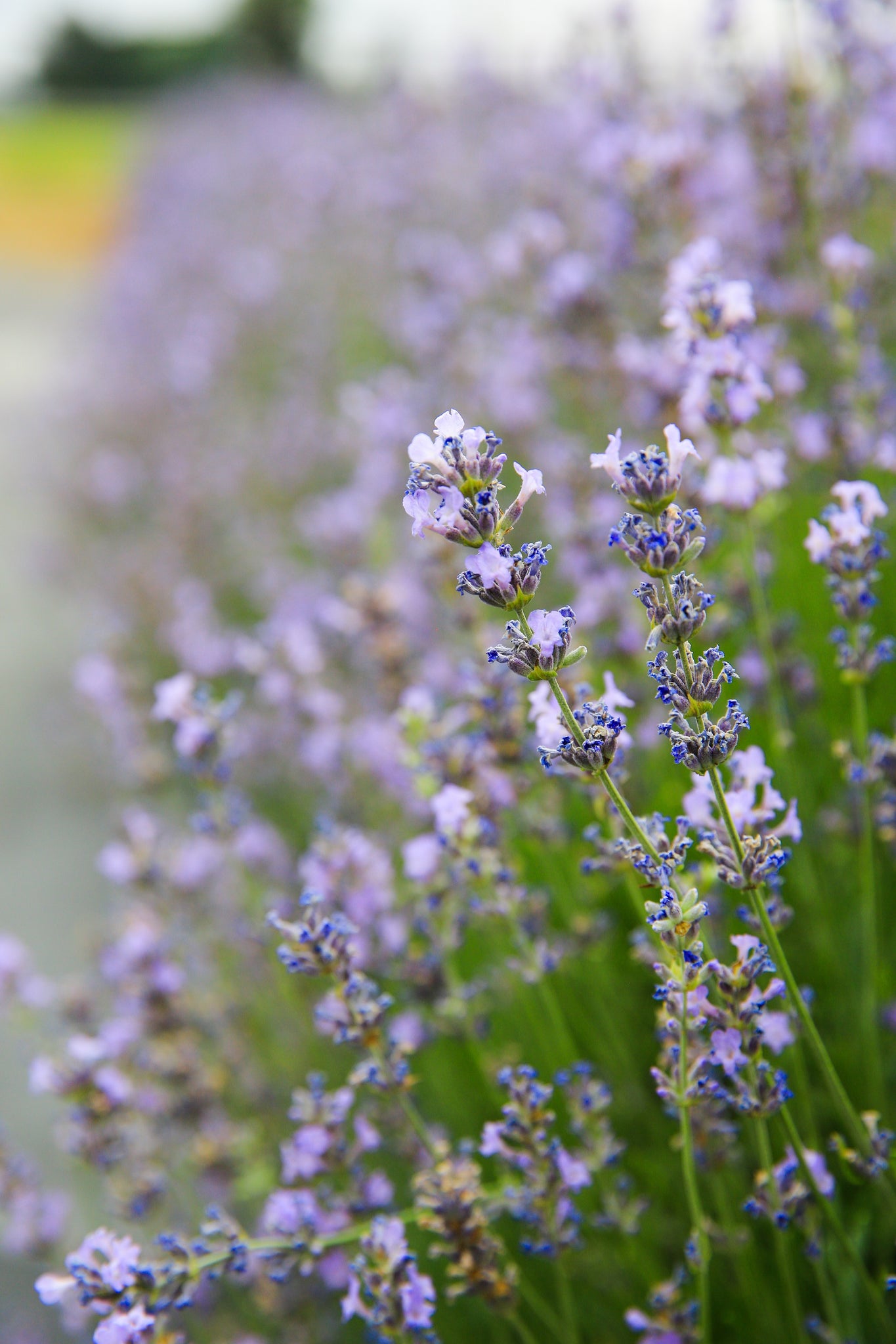 lavender plant munstead Munstead