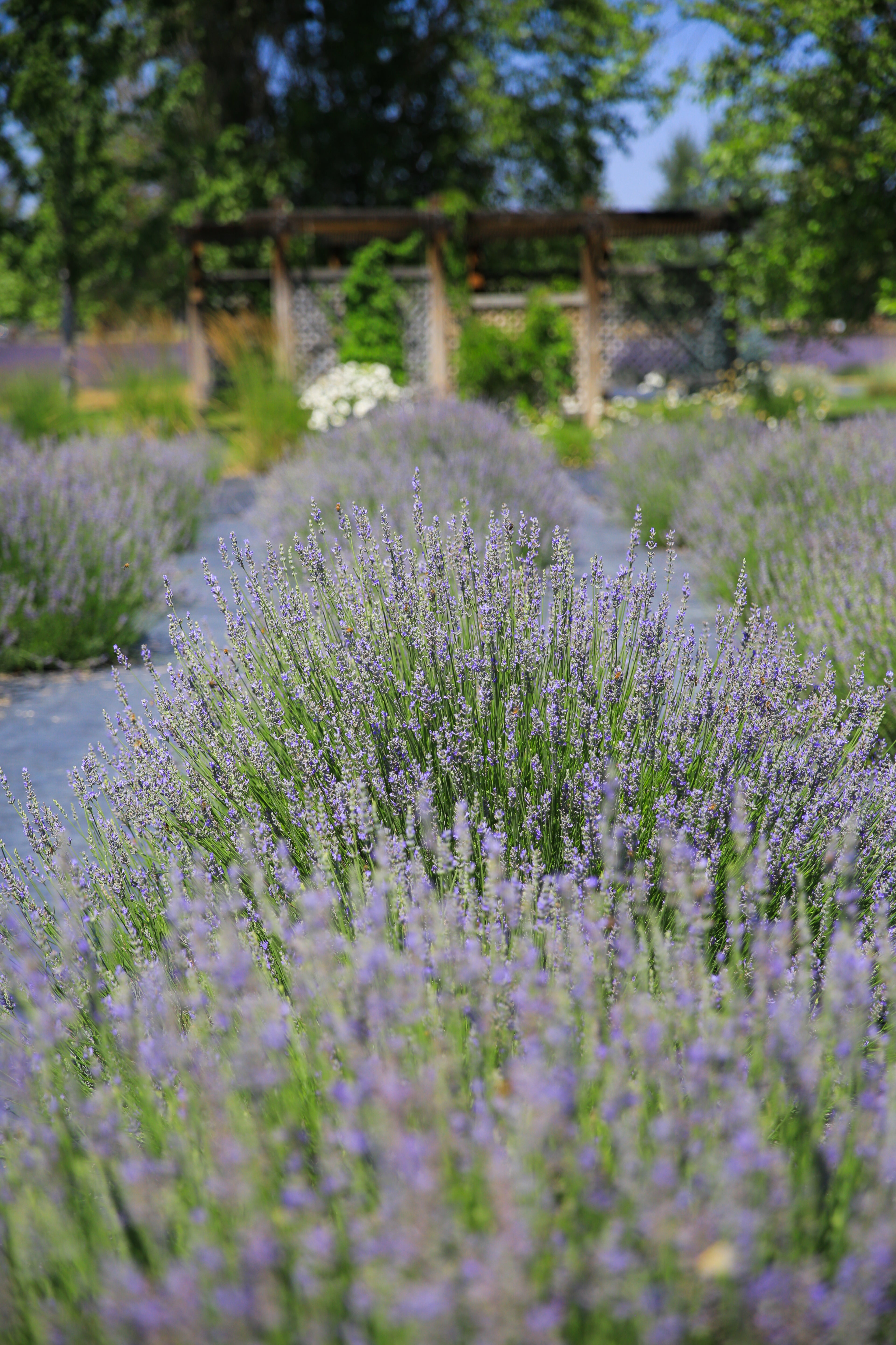 french provence lavender plants Provence