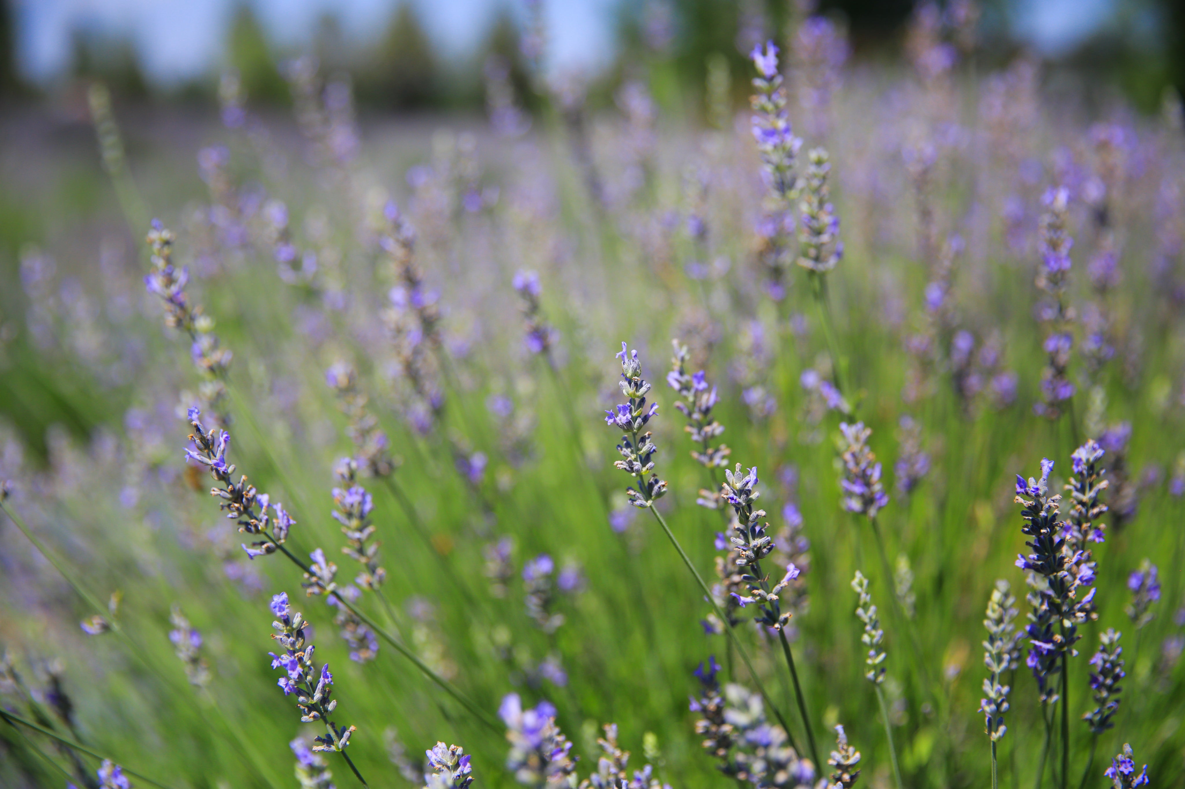 provence lavender plant Provence - Lavender Plant