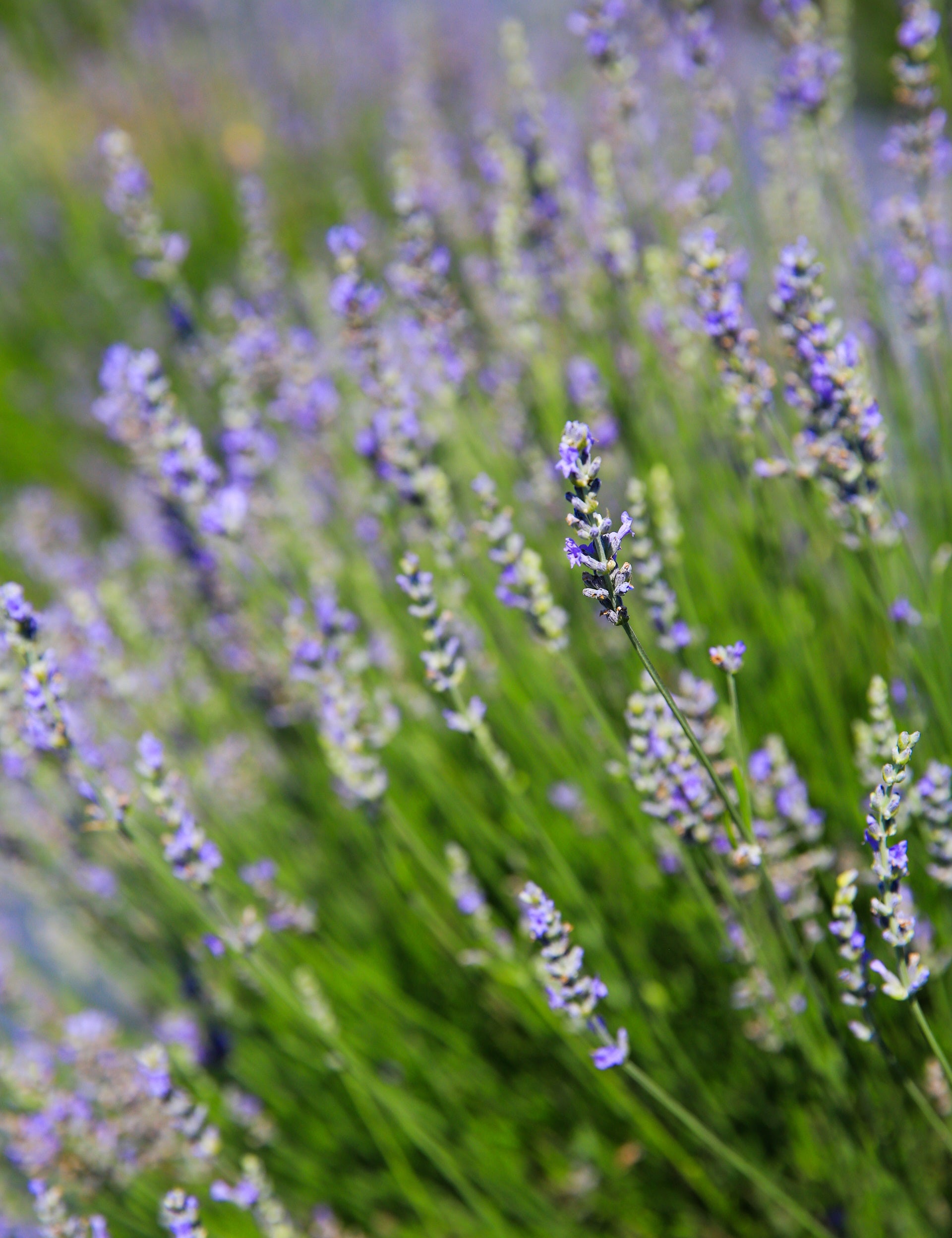 Provence_23.jpg
