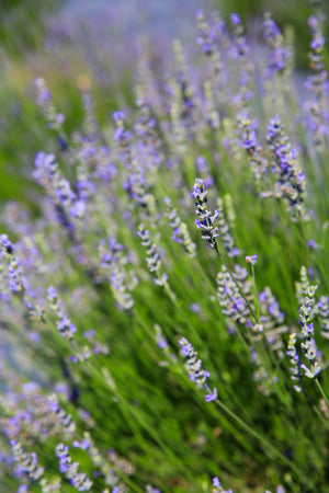 Provence - Lavender Plant