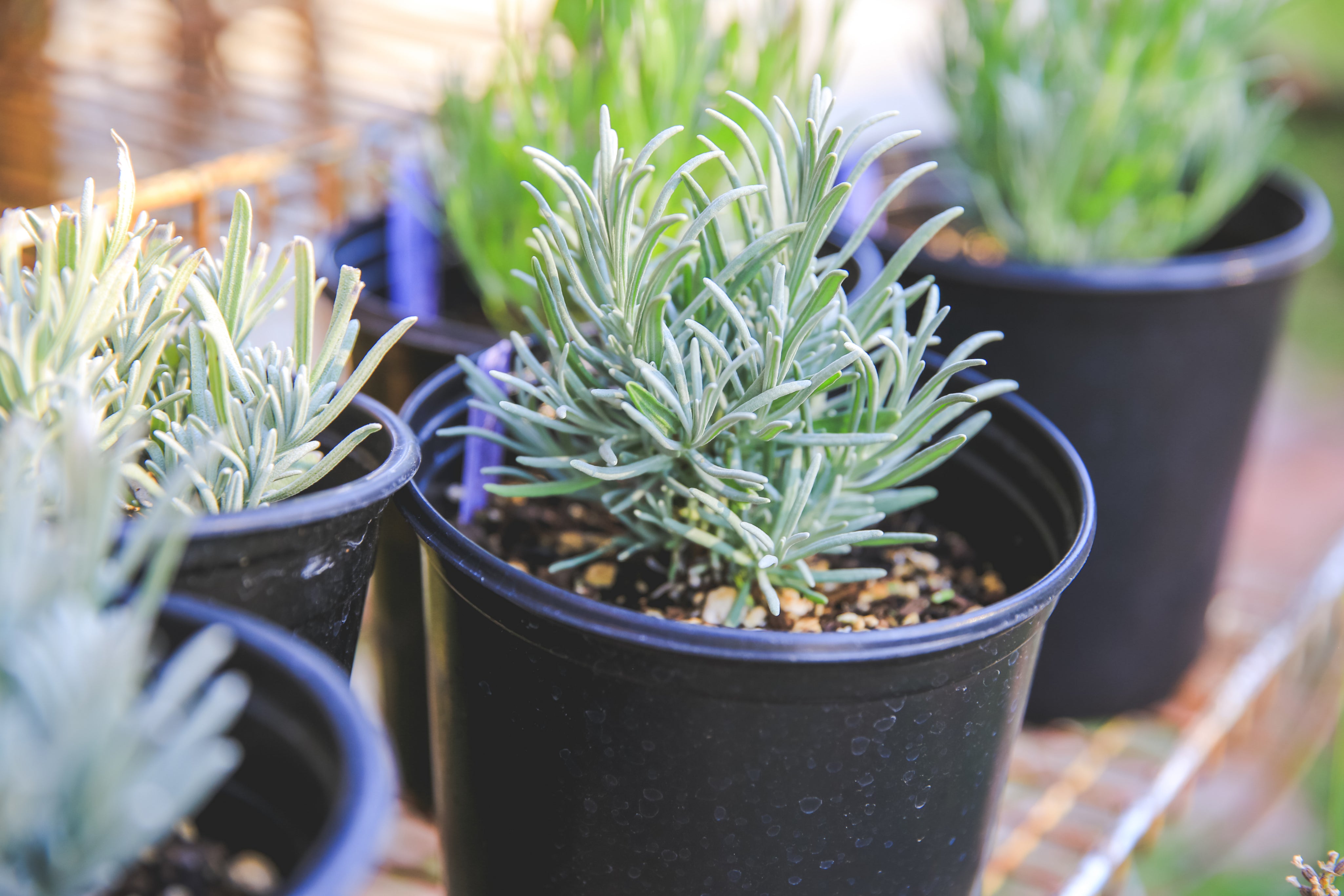 Retail Gallon Lavender Plant