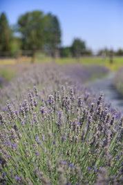 Richard Grey - Lavender Plant