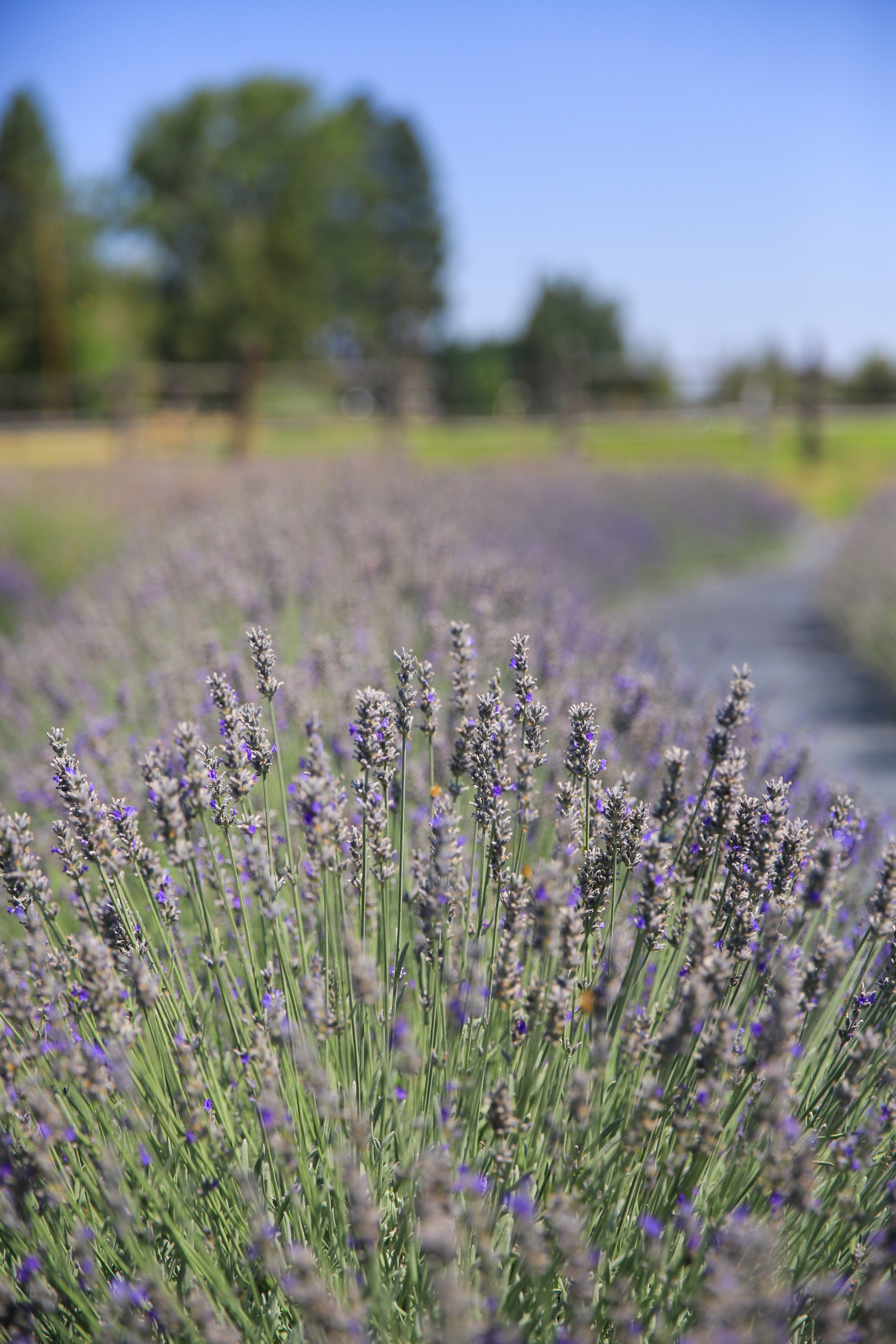 Richard Grey - Lavender Plant