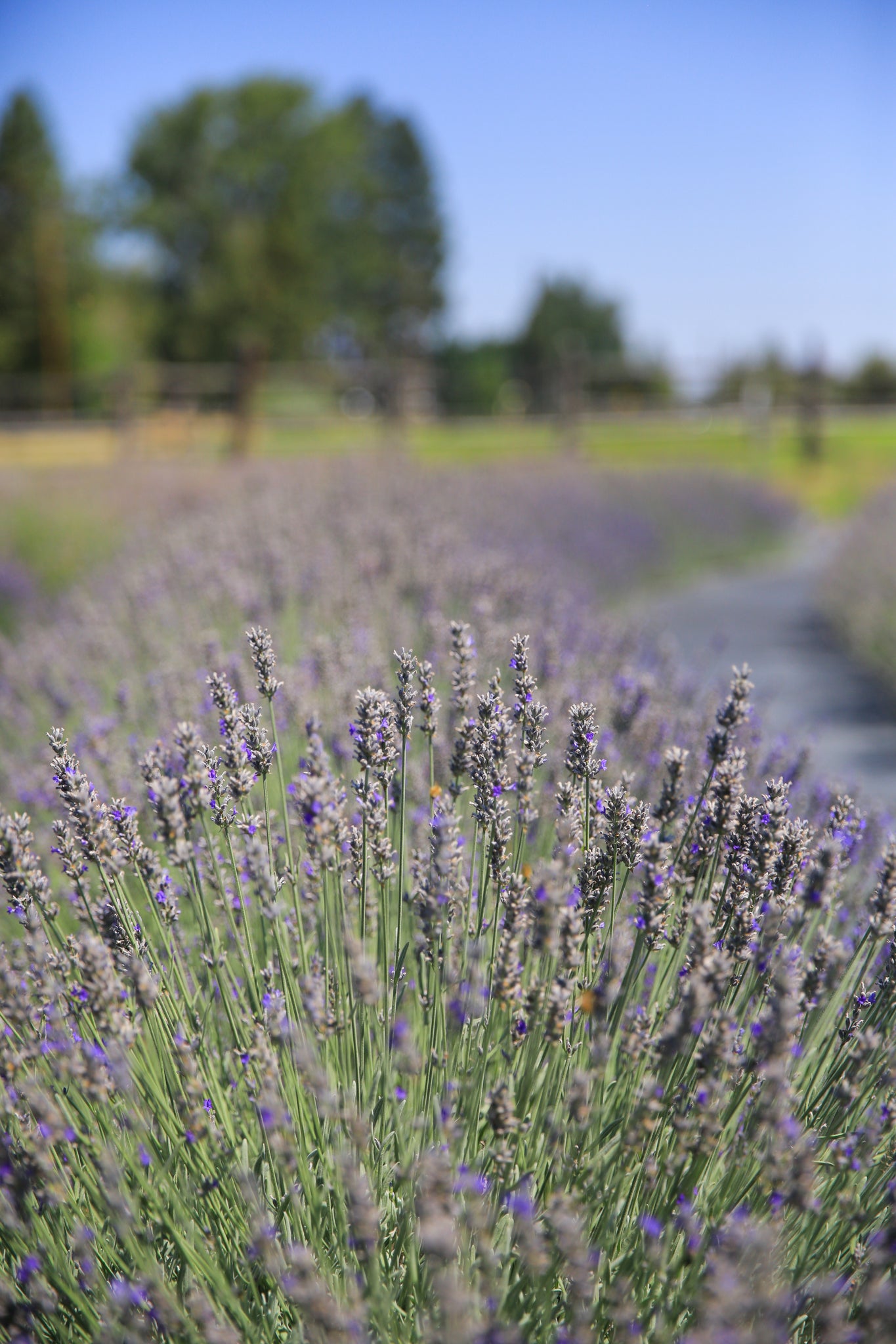 lavender plant grey Richard Grey - Lavender Plant