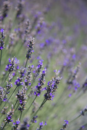 Richard Grey - Lavender Plant