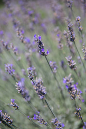 Richard Grey - Lavender Plant