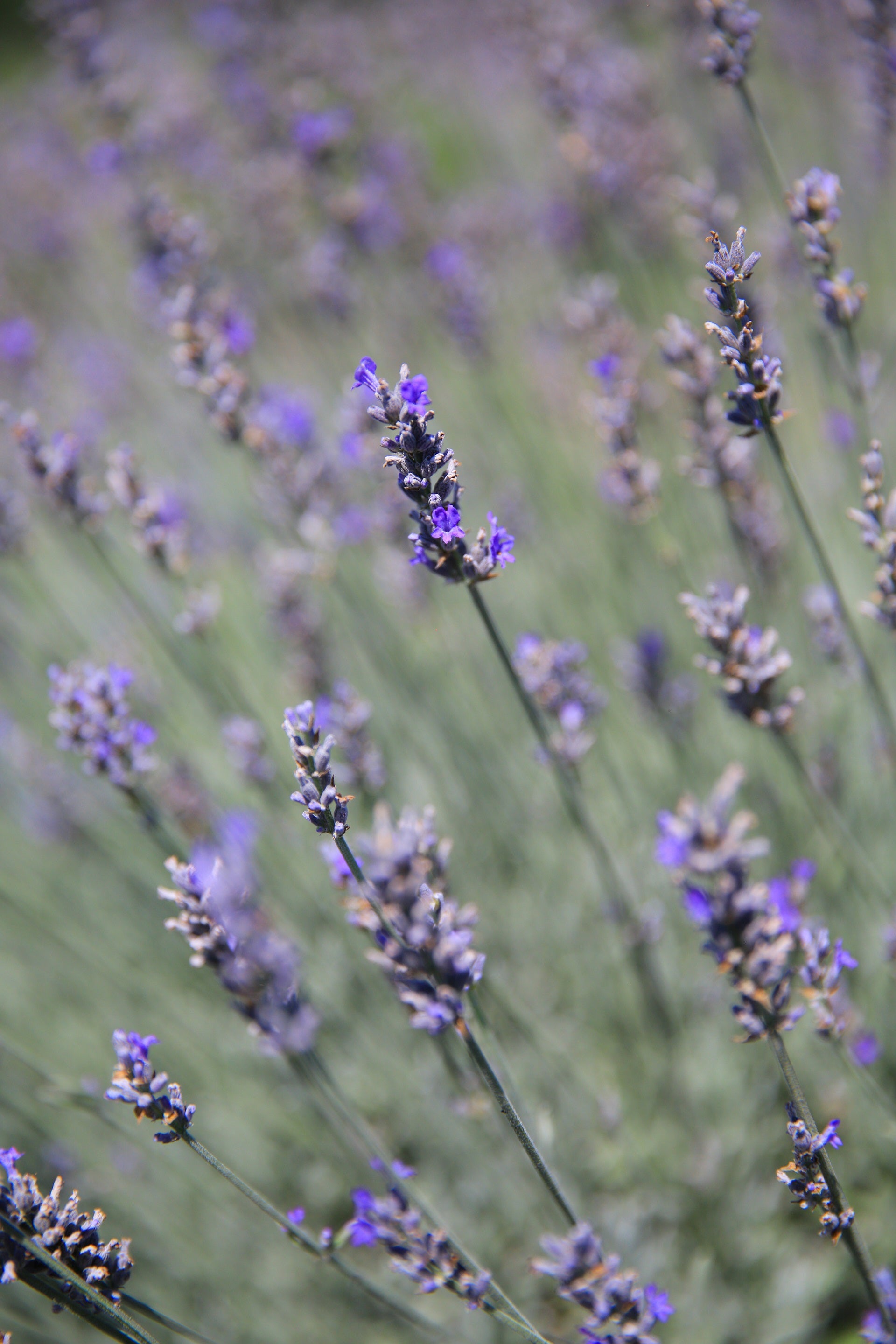 Richard Grey - Lavender Plant