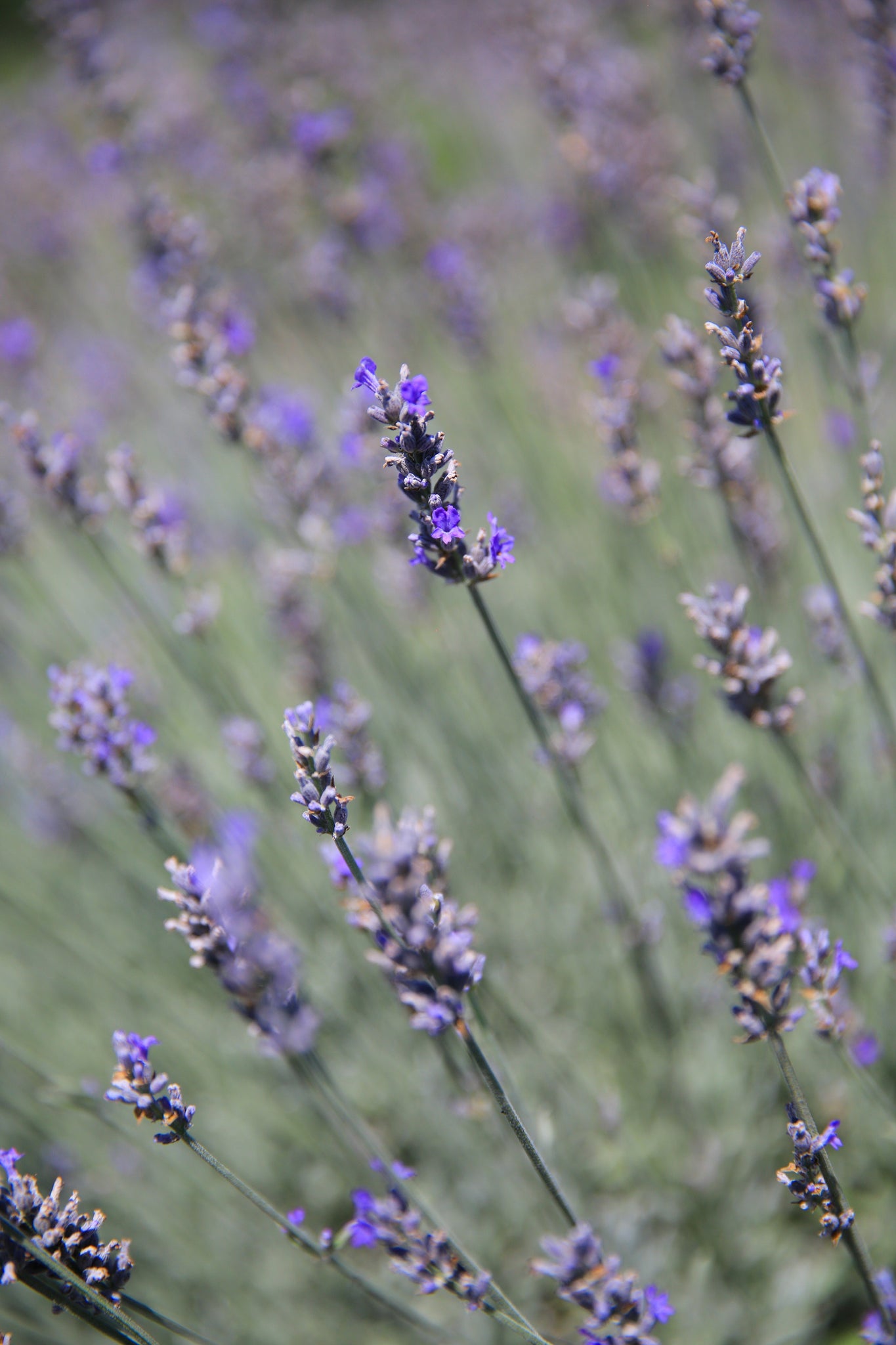 silver grey lavender plant Richard Grey