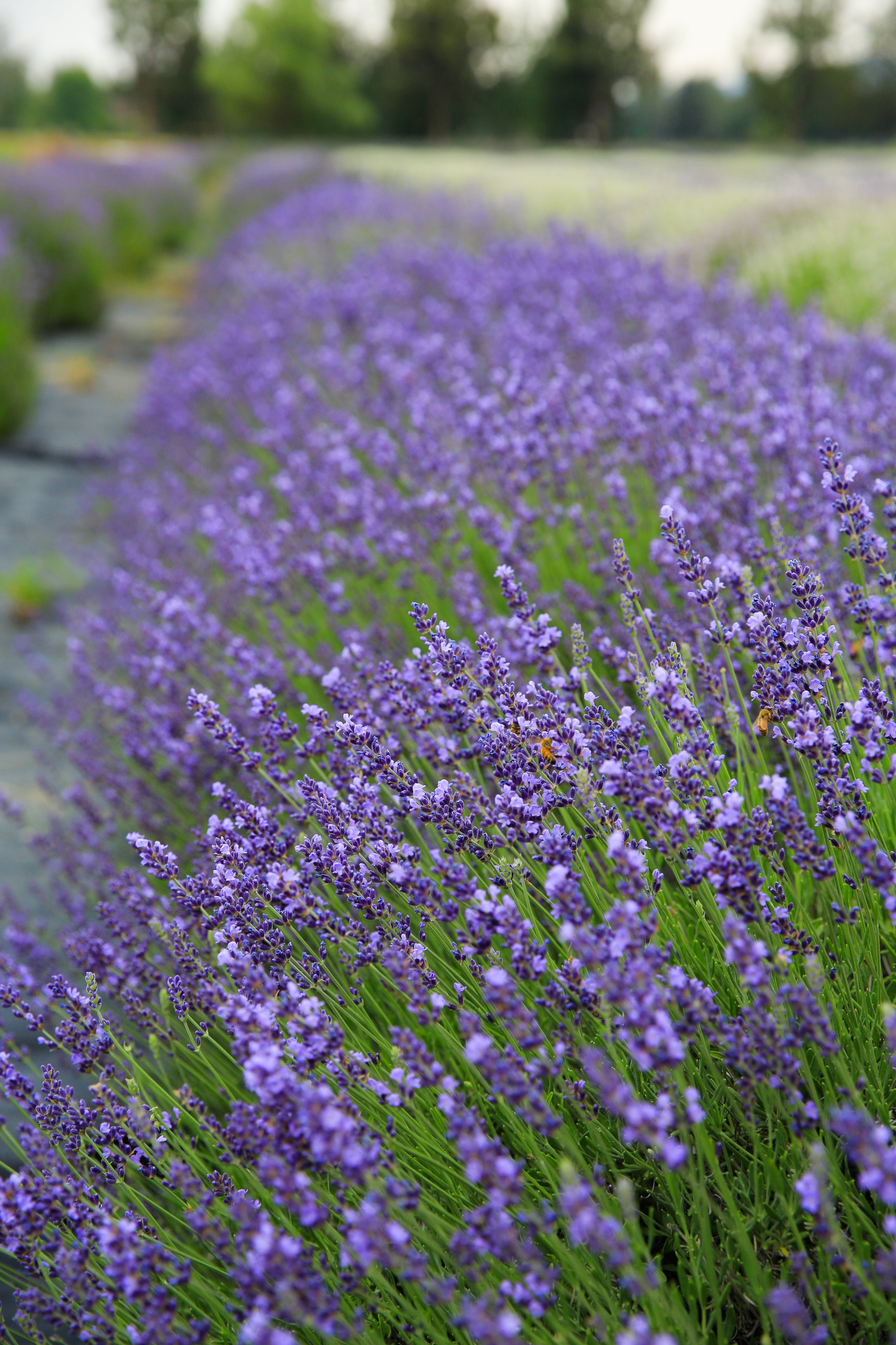 royal velvet lavender plants for sale Royal Velvet