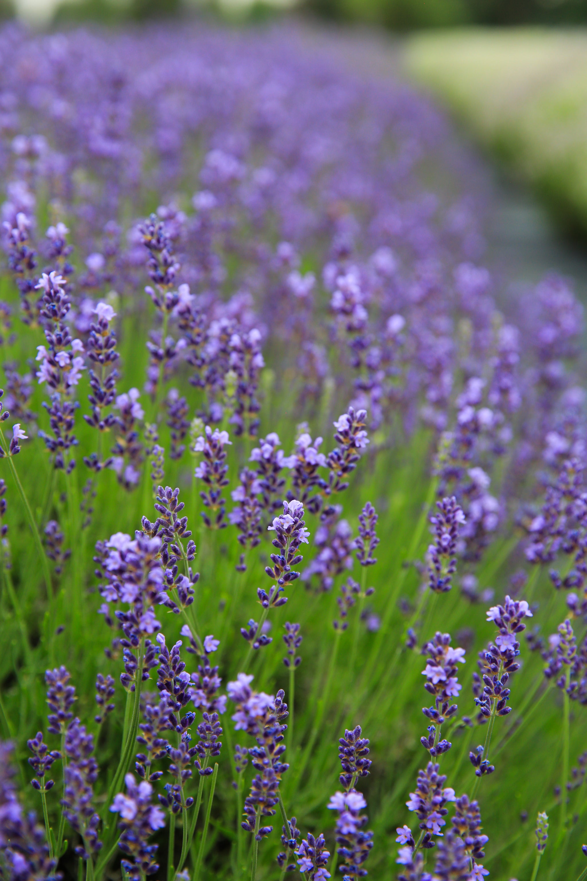royal purple lavender plants Royal Velvet - Lavender Plant