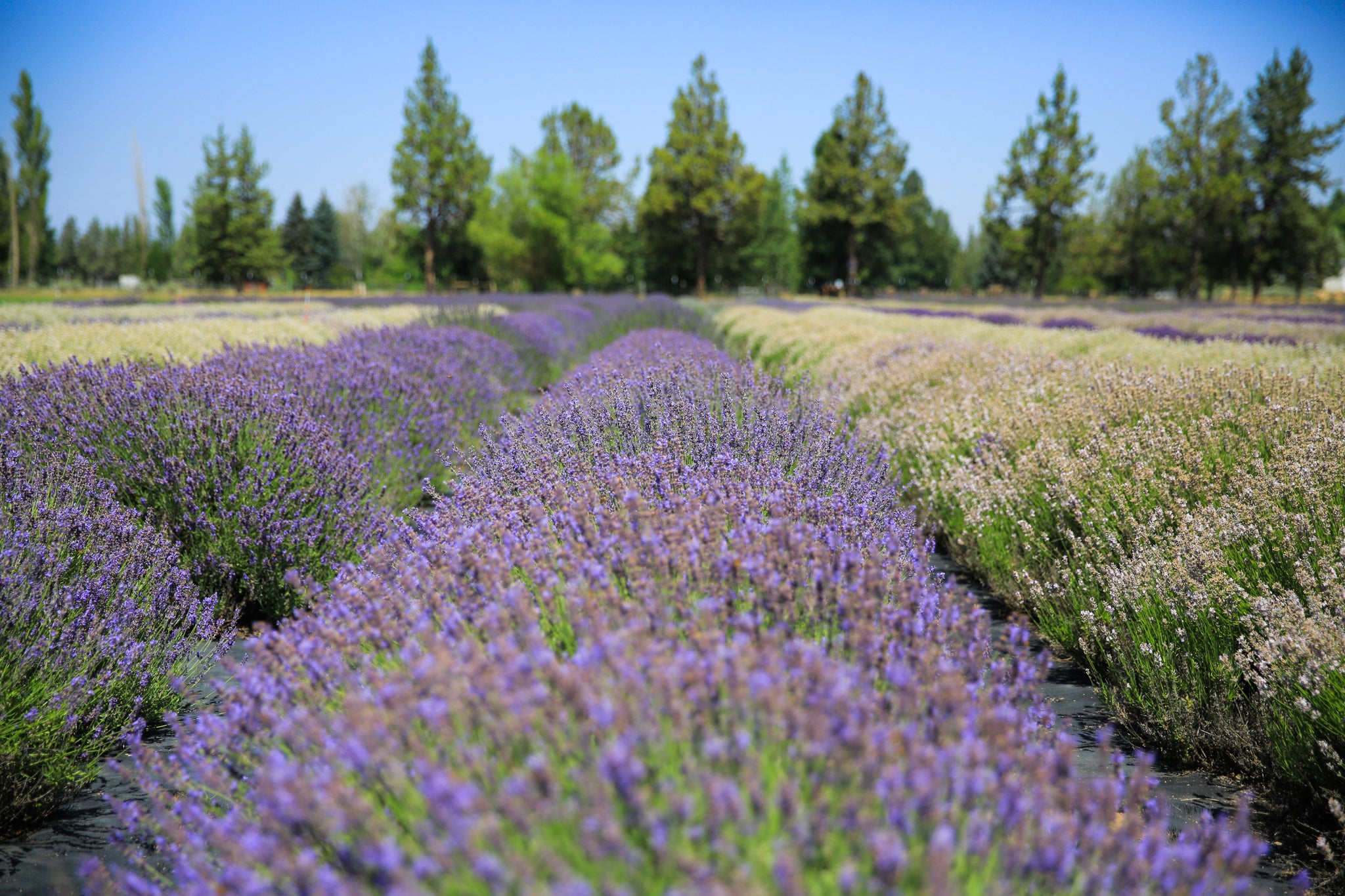 royal velvet lavender plants Royal Velvet - Lavender Plant