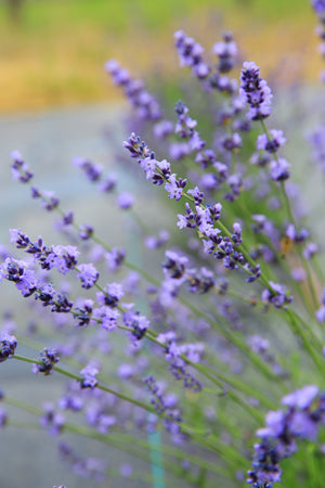 roberta's lavender plants Sharon Roberts