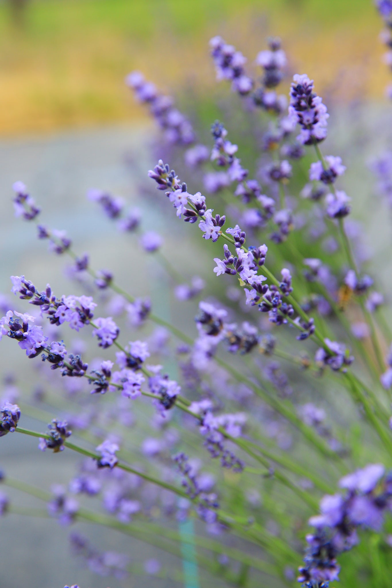 robertas lavender plants Sharon Roberts
