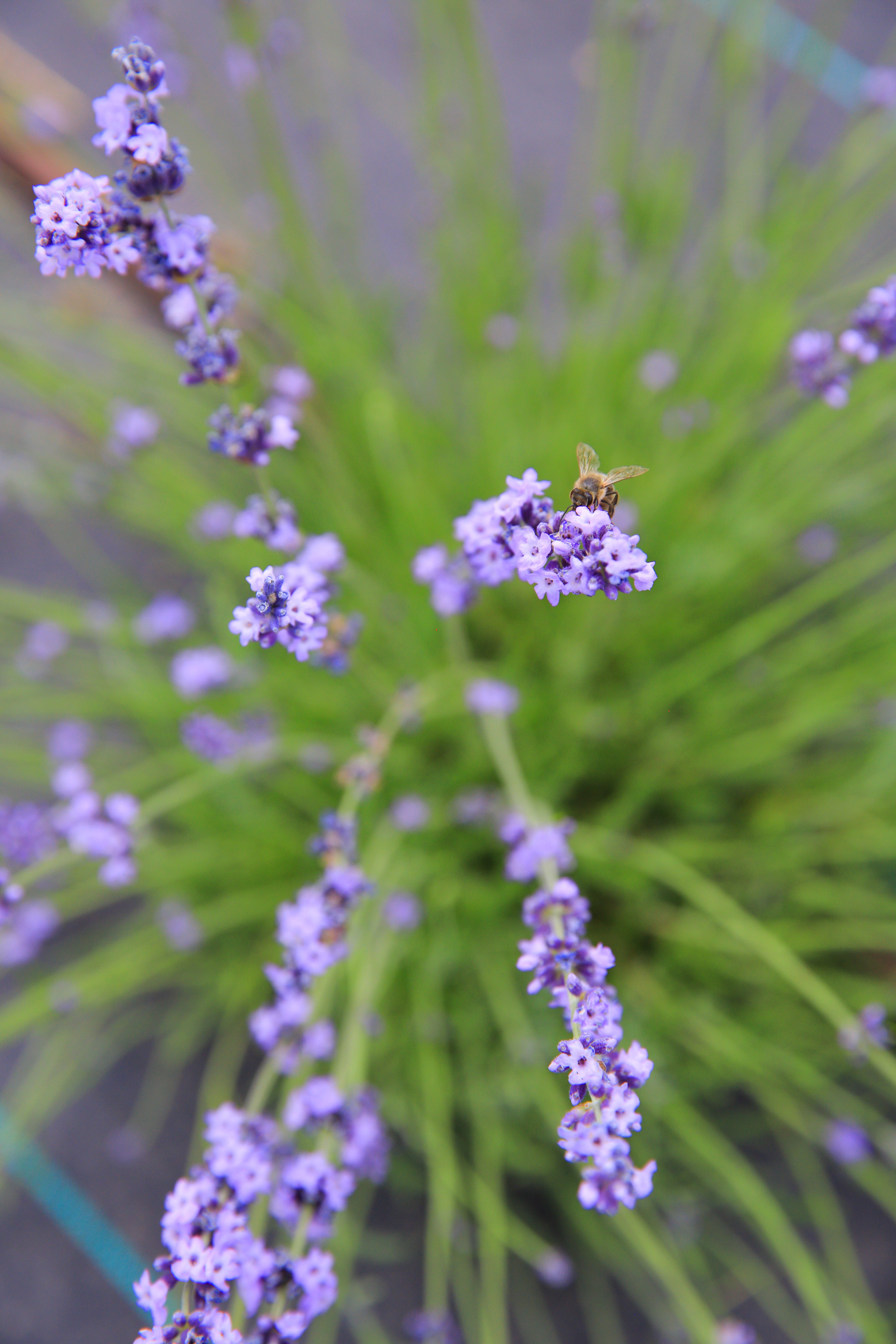 sweet lavender plant Sharon Roberts - Lavender Plant