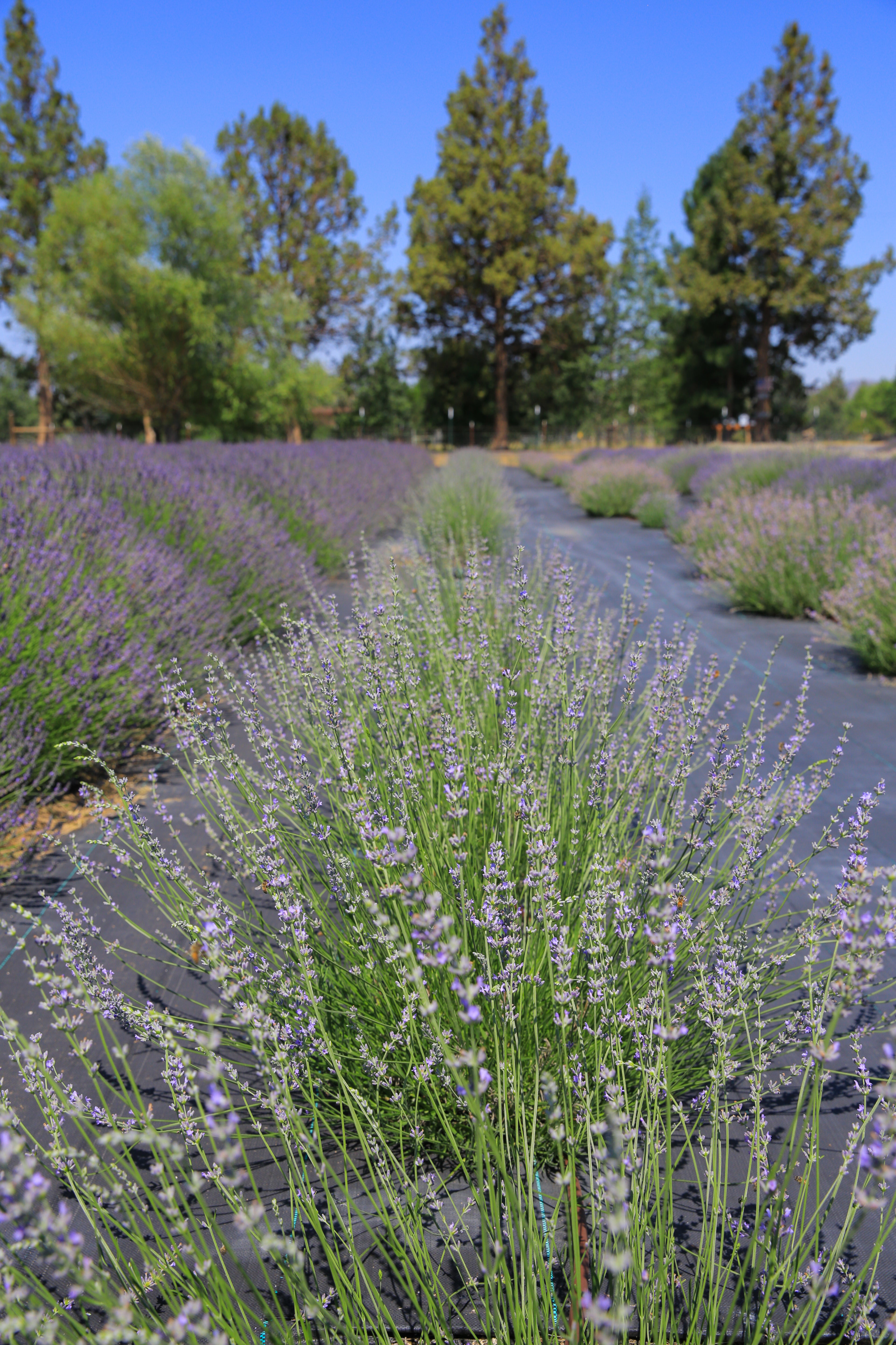 lavender plant width Super - Lavender Plant