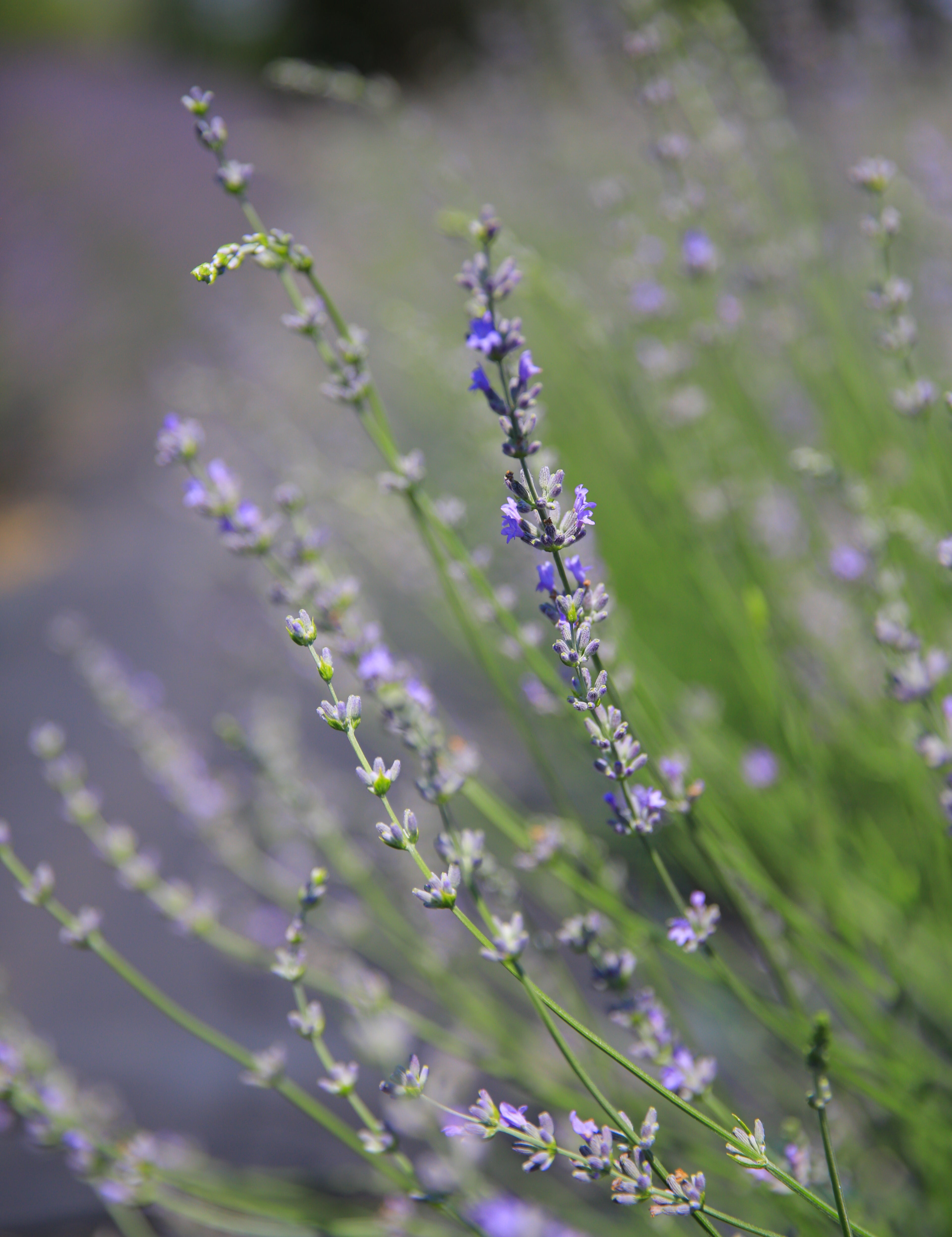 Super_07_667d591a-d677-456a-b4ab-00fd8e494c0d.jpg