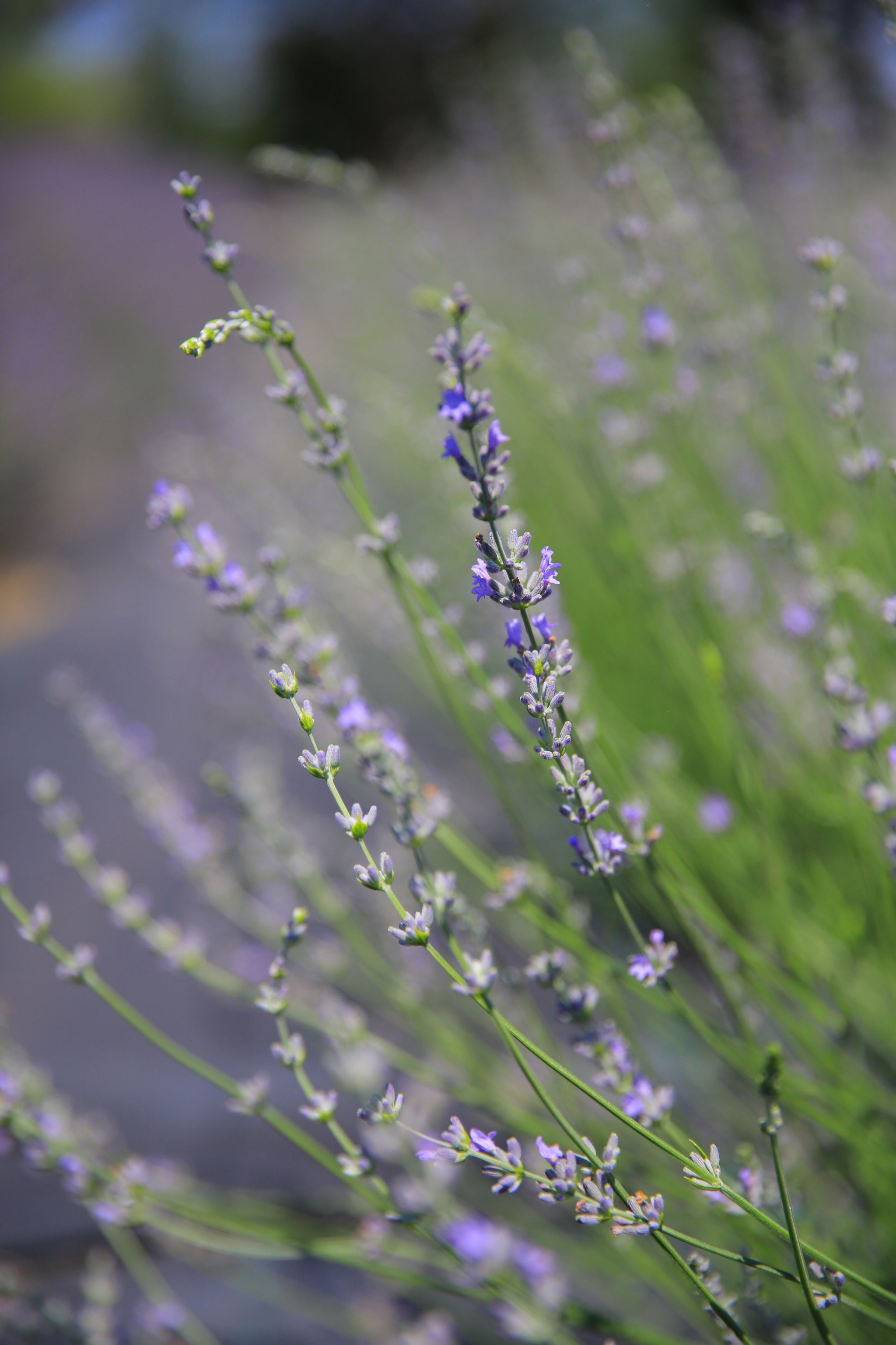 light lavender plant Super