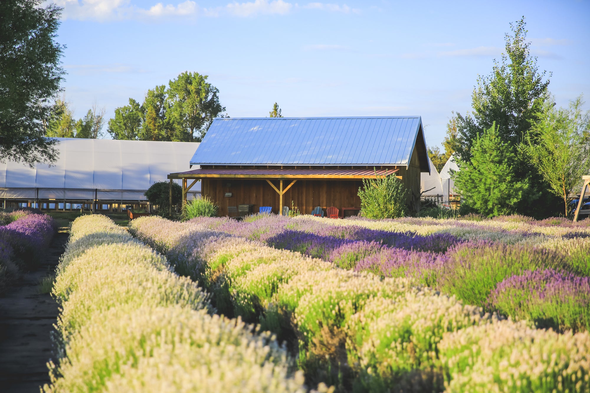 Tumalo_Lavender_Bend_Oregon.jpg