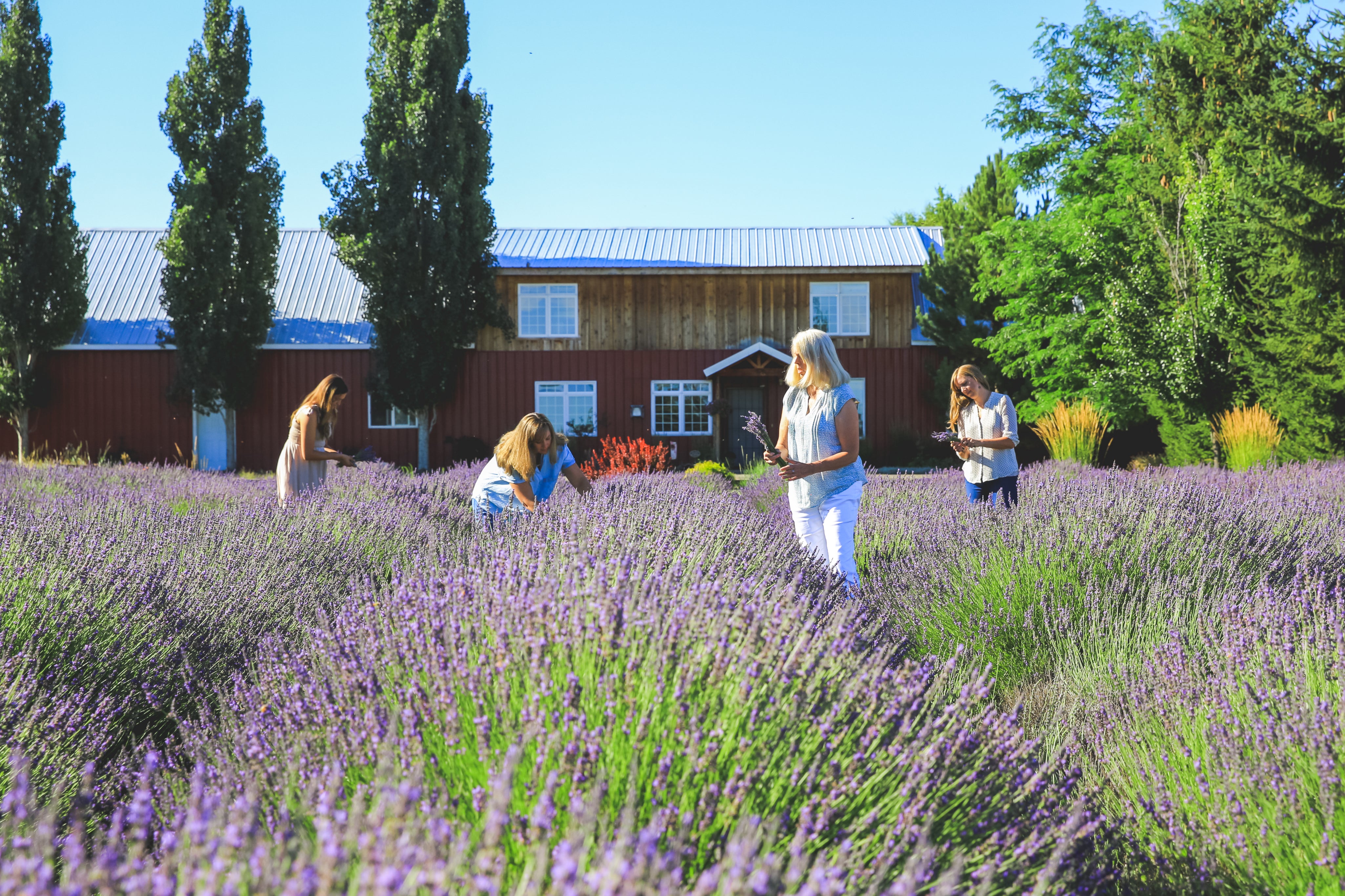 Tumalo_Lavender_Business_323.jpg