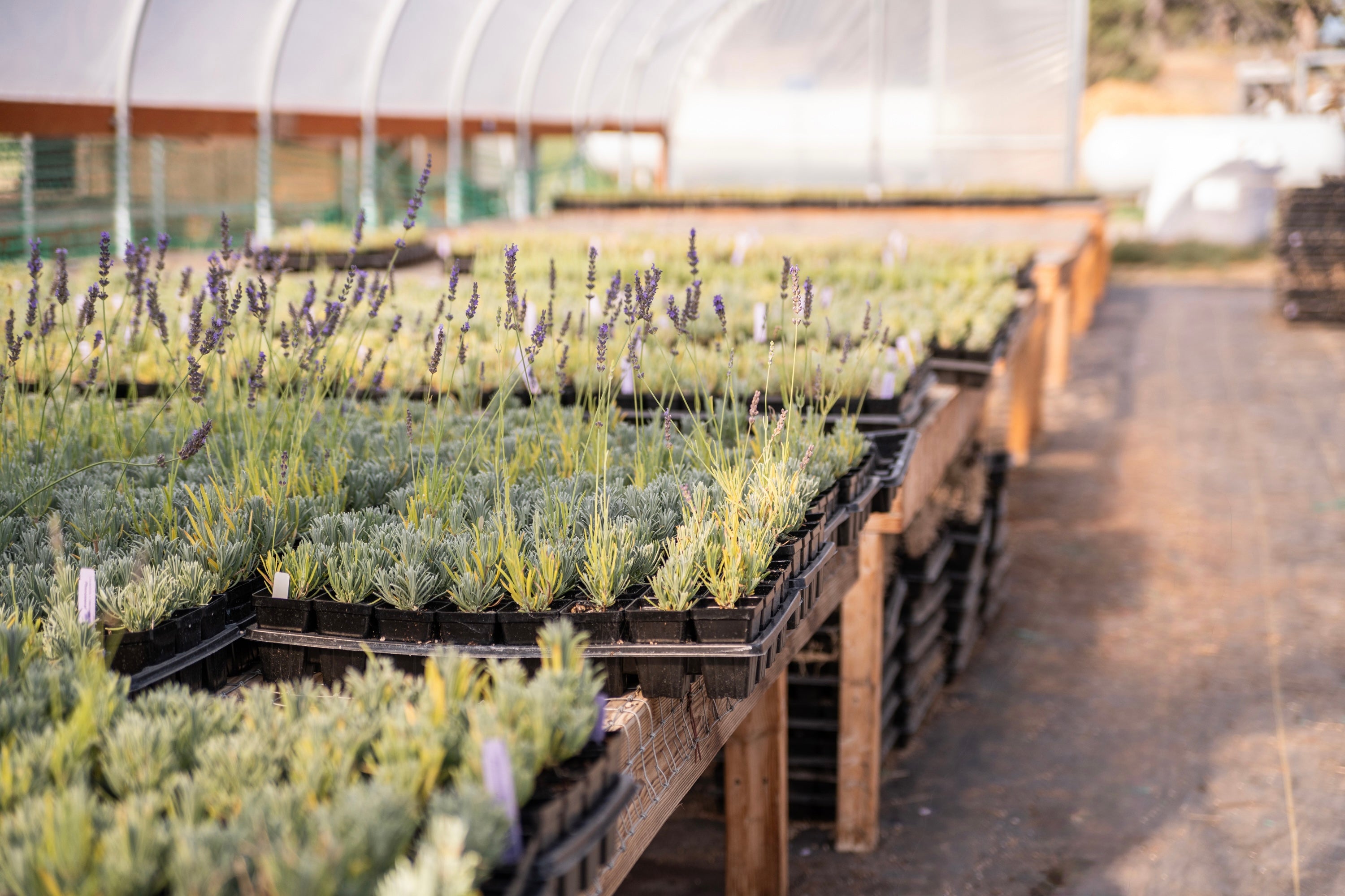Tumalo_Lavender_Farm_Tumalo_Oregon-97_copy.jpg