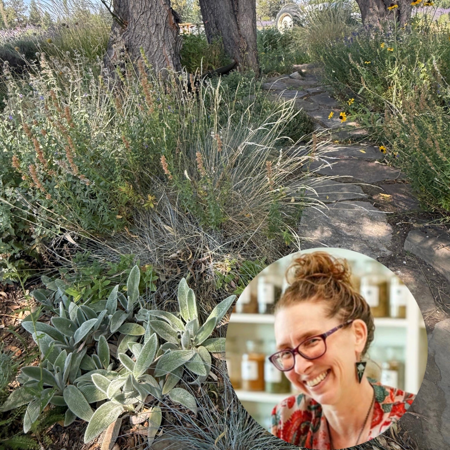 Plant Walk at the Farm: Build your own Backyard Medicine Cabinet