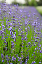 Violet Intrigue - Lavender Plant