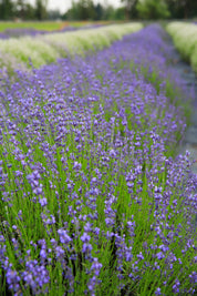 Violet Intrigue - Lavender Plant