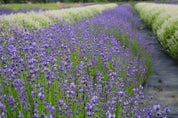 Violet Intrigue - Lavender Plant