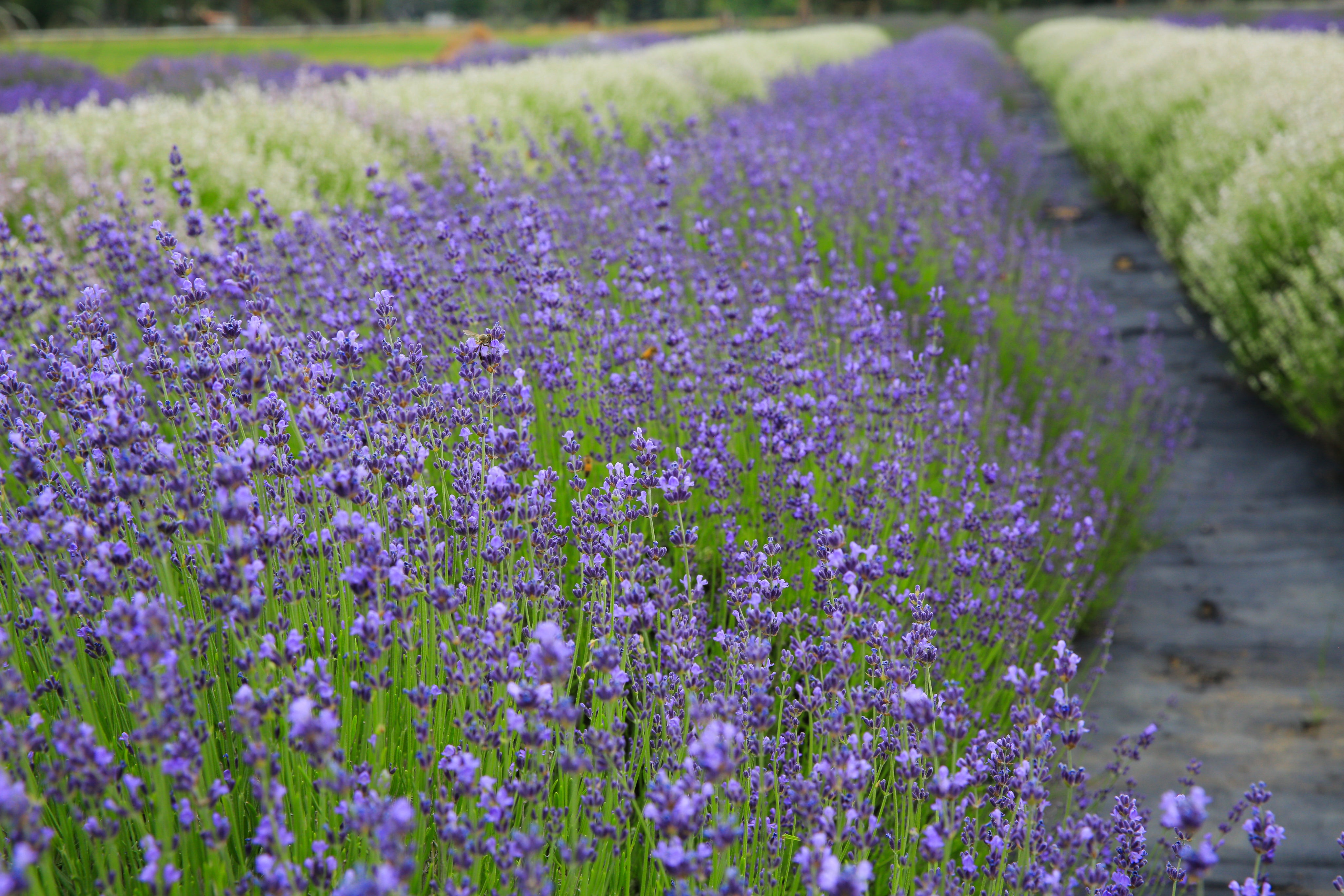 Violet Intrigue - Lavender Plant