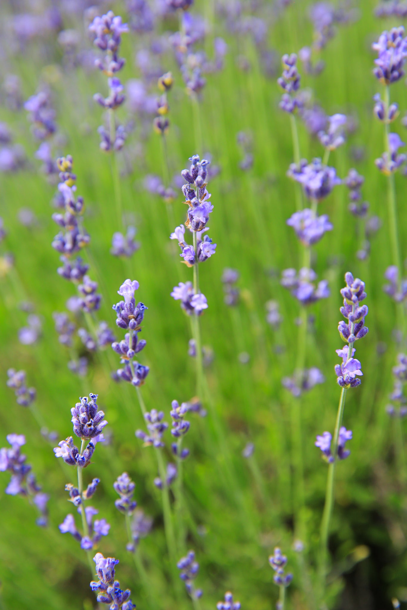 large lavender plant Violet Intrigue