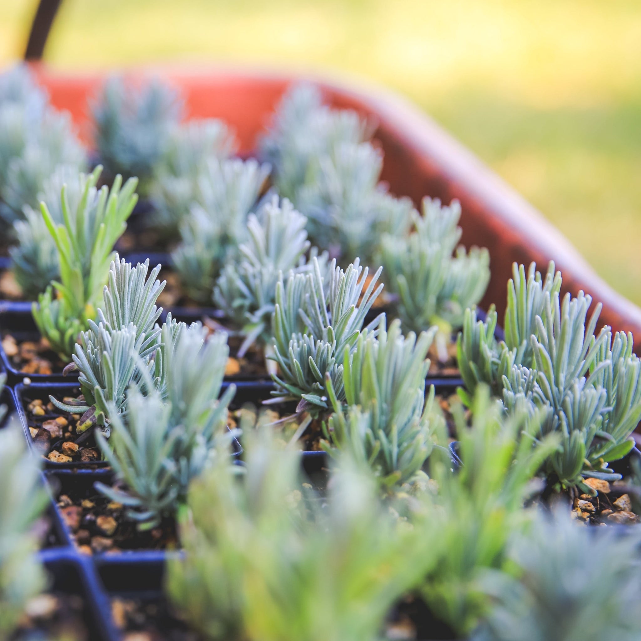 lavender plant turning grey Richard Grey